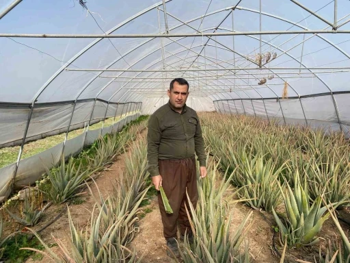 Derecik’in aloe vera üreticisi pazarlama sıkıntısı yaşıyor
