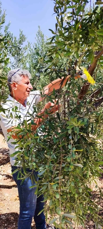 Didim’de zeytin sineğiyle mücadele devam ediyor
