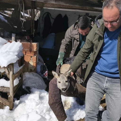 Dikenli tele takılan karaca yavrusunu ekipler kurtardı
