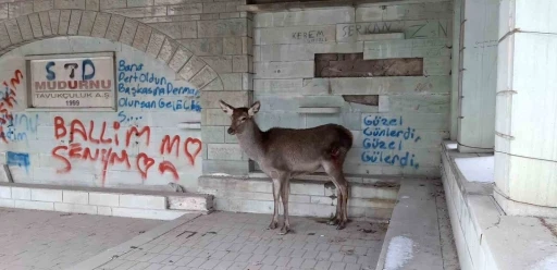 Doğaya bırakılan karaca tekrar geri döndü
