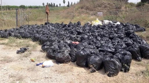 Dökülen ya da ağaçta kalan narenciye Akdeniz Meyve Sineği popülasyonunu artırıyor
