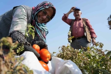 Domates tarlada kalmayacak, Bakanlıktan salça fabrikalarına destek geldi
