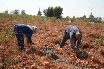 Domatesi tarlada kalan çiftçi, Büyükşehir aracılığıyla ihtiyaç sahiplerine bağışladı
