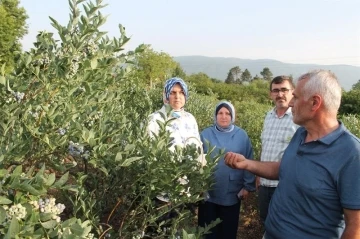 Düzce’de Maviyemiş hasadı başladı
