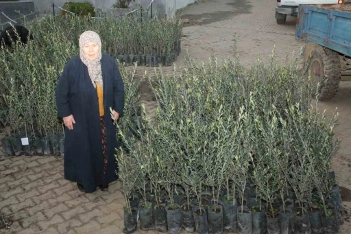 Eceabat’ta orman yangınlarından etkilenen üreticilere 5 bin zeytin fidanı dağıtıldı
