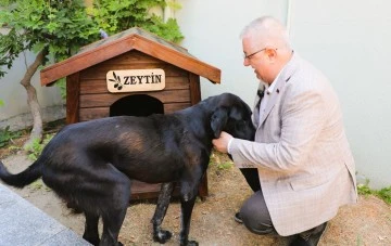 Edremit’te Başkan, sokak köpeğini sahiplendi