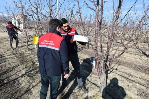 Ekili alanlarda hastalık ve zararlıların takibi devam ediyor
