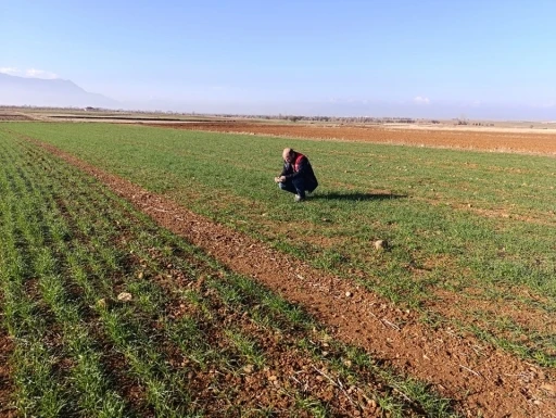 Ekili tarım arazilerinde bitki çıkış, hastalık ve zararlı kontrolleri yapıldı
