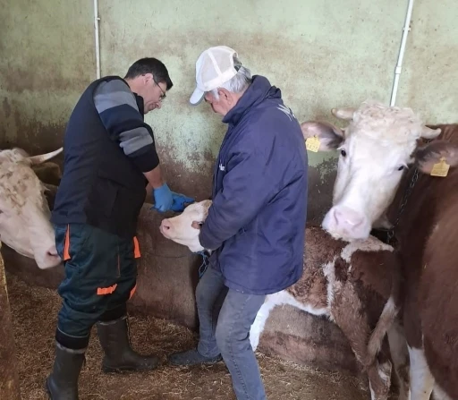 Elazığ’da aşı ve küpeleme çalışması
