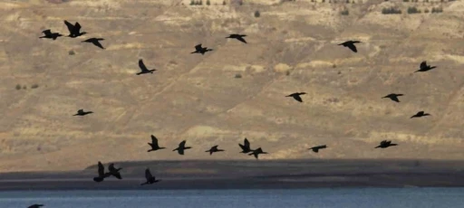 Elazığ’da  su kuşu sayım çalışmaları
