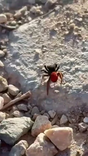 Elazığ’da zehirli örümcek görüldü
