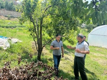 Endemik bir tür olan Kaleardı eriğinde hastalık ve zararlılara karşı kontroller yapıldı
