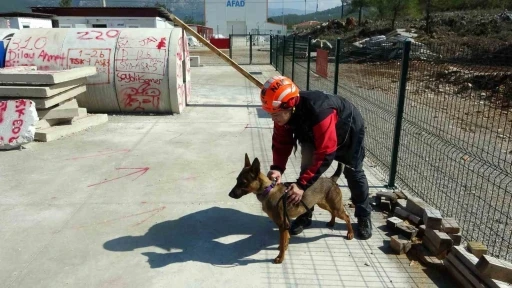 Enkazın sessiz kahramanı arama kurtarma köpeği Tayga görev başında
