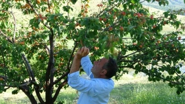 Erkenci kayısıda hasat zamanı
