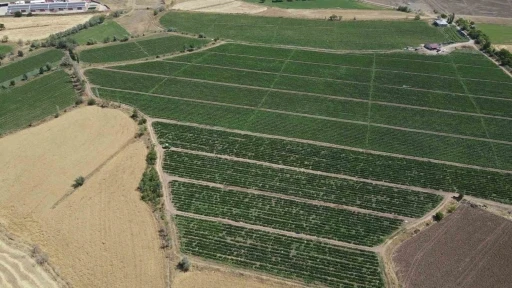 Erzincan çiftçisine hibeli domates fidesi temin edilecek
