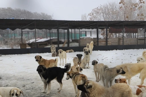 Erzincan’da köpek katliamı iddiası: Belediye çalışanları görevden uzaklaştırıldı
