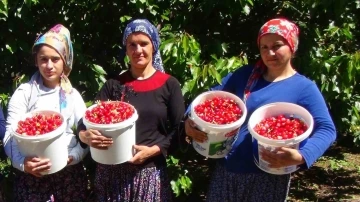 Erzincan’da yetişen kiraz dış ülkelere ve çevre illere satılıyor
