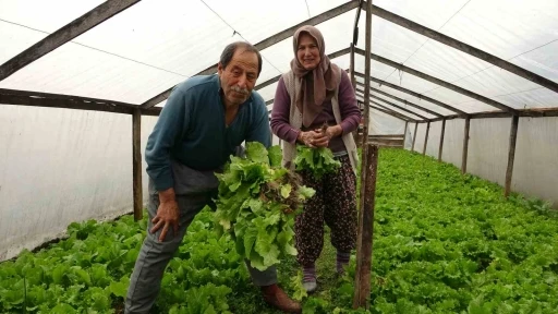 Eşi ile birlikte ürettiği marulları müşterilerini dahi görmeden satıyor
