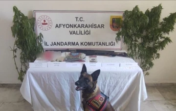 Evinin bahçesine kenevir eken şahsı jandarmadan operasyon
