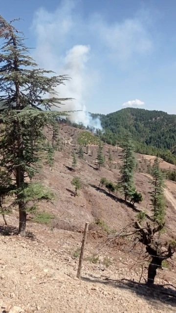 Feke’de orman yangını
