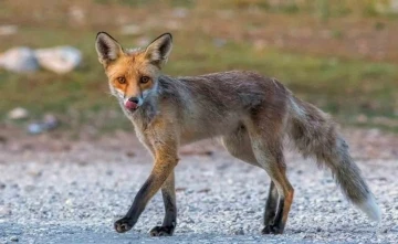 Fotoğraf tutkunu savcı: Yaban hayatı ona poz veriyor
