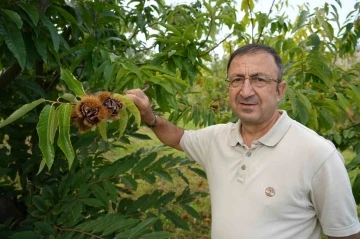 Gal arısına dayanıklı kestanenin hasadına başlandı
