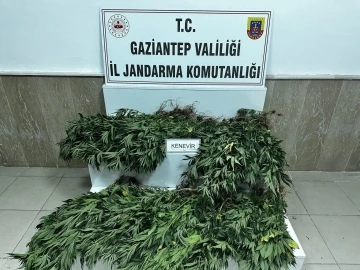 Gaziantep’te 214 kök kenevir bitkisi ele geçirildi
