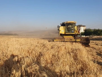 Gaziantep’te arpa ve buğday hasadı başladı
