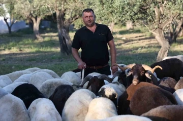 Geçtiğimiz yıl kurban satışının sessiz geçtiği  deprem bölgesinde kurban hareketliliği başladı
