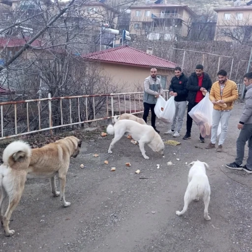 Gençlerden sokak hayvanları için  seferberlik
