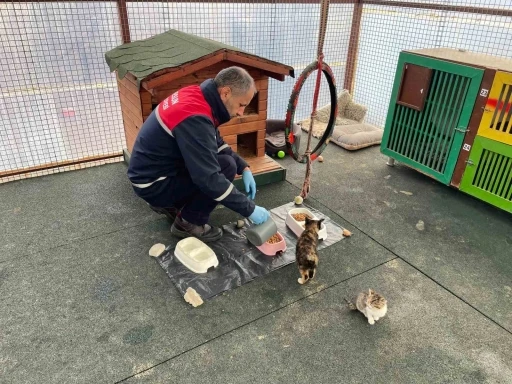 Giresun Belediyesi şehirdeki yemek atıklarını sokak hayvanları için mamaya dönüştürüyor
