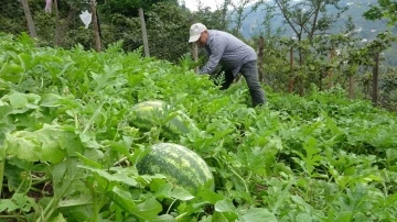 Giresun’da fındık üreticisi Adana karpuzu yetiştiriciliğine başladı
