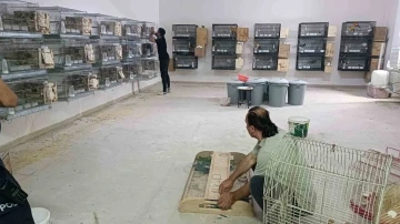 Giyim mağazasında kaçak üretilen 77 papağana el konuldu, 41 bin TL ceza kesildi
