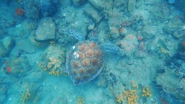 Gökova'da Deniz Kaplumbağalarıyla Yüzme Heyecanı