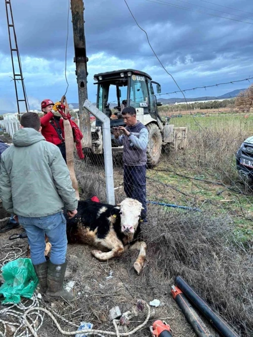 Gömeç’te kuyuya düşen ineğin imdadına itfaiye yetişti
