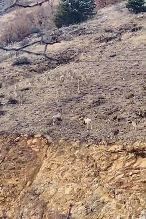 Gümüşhane’de yaban keçileri sürü halinde görüntülendi
