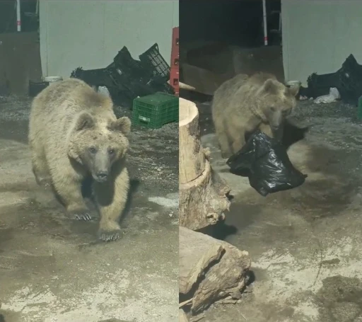 Hakkari2de şantiyeye giren ayı kameraya yansıdı
