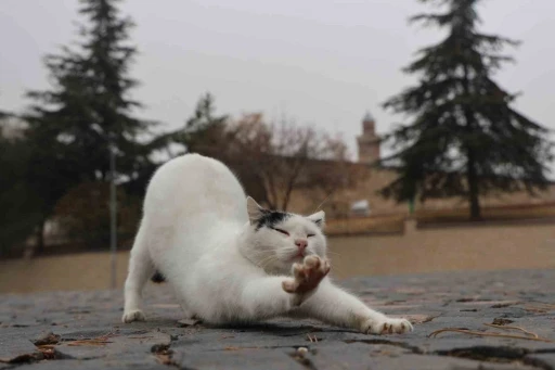 Harput’ta kedilerin sevimli halleri objektiflere yansıdı
