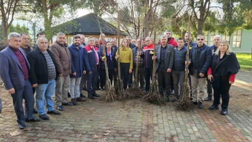 Hastalıklara dayanıklı kestane fidanları Nazillili üreticilere de dağıtıldı
