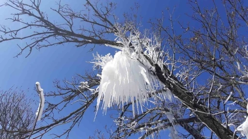 Hava sıcaklığı eksi 16’ya düştü, ağaç dalları böyle dondu
