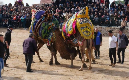 Havran’da geleneksel deve güreşleri büyük ilgi gördü
