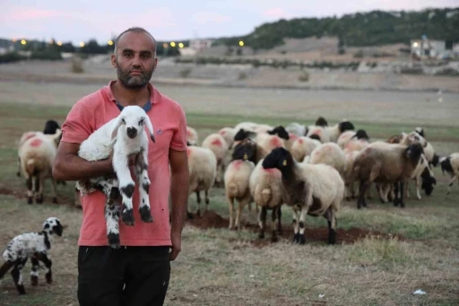 Hayvan yetiştiricileri, hayvanlarının çobanlığını da kendileri yapıyor
