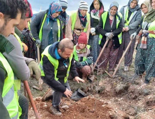 Hisarcık’ta 43 bin 300 fidan toprakla buluştu
