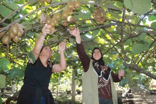 Hobi olarak üretimine başlanan kivide yıllık 300 milyon TL gelir bekleniyor
