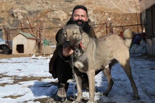 İklim değişikliği kangal köpeklerinin yapısını değiştirdi
