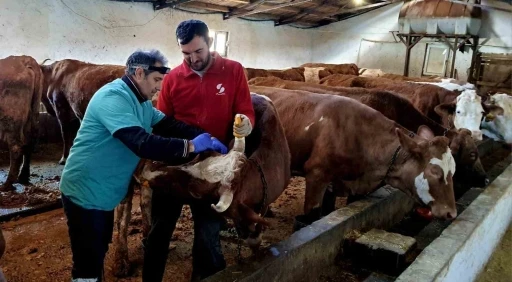 İliç’te şap ve brucella hastalığına karşı aşılama çalışmaları sürdürülüyor
