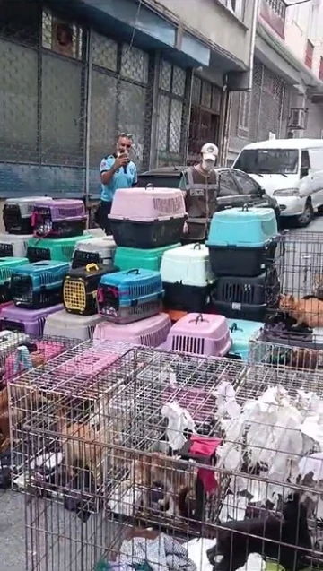İstanbul’da akıl almaz olay: Sözde hayvansever kadın 85 kediyi ölüme terk etti
