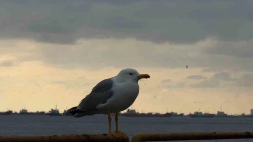 İstanbul’da kar yağışı etkisini yer yer arttırdı
