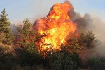İzmir Selçuk’ta orman yangını: 4 uçak, 8 helikopter ve 44 arazözle müdahale ediliyor
