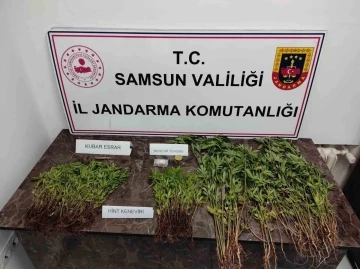 Jandarmadan kenevir operasyonu
